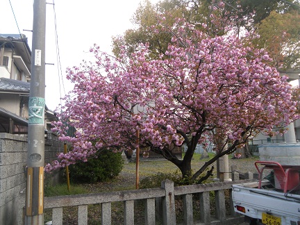 250411ぼたん桜（神社）