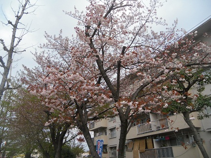 250411ぼたん桜（団地②）