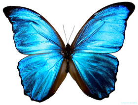 borboleta-azul.jpg