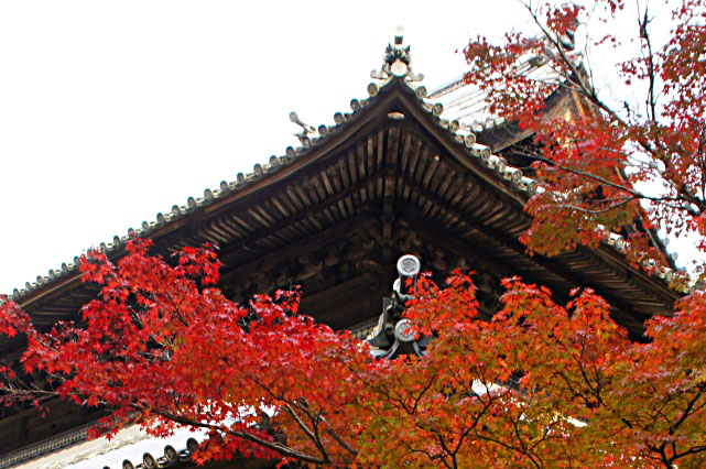 紅葉を訪ねて　井山宝福寺（いやまほうふくじ）　岡山県総社市