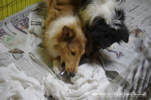 LMpups141018-IMGP7285