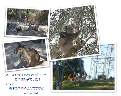 写真３　コアラとカンガルー、ワラビーかも