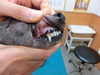 口の粘膜 | 海浜幕張 | 動物病院