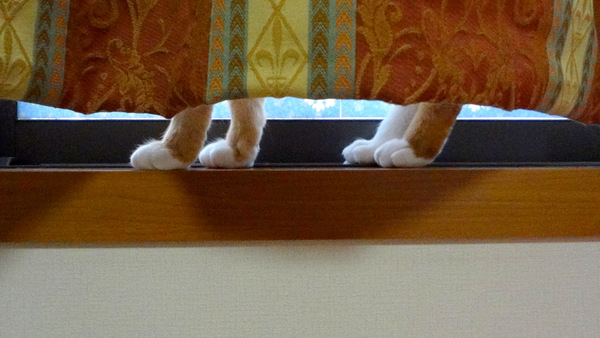 窓辺の猫の４本足の画像