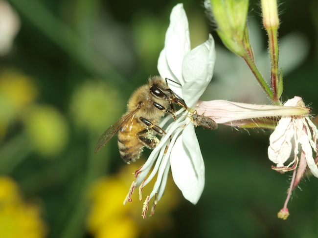 花と松香ミツバチ
