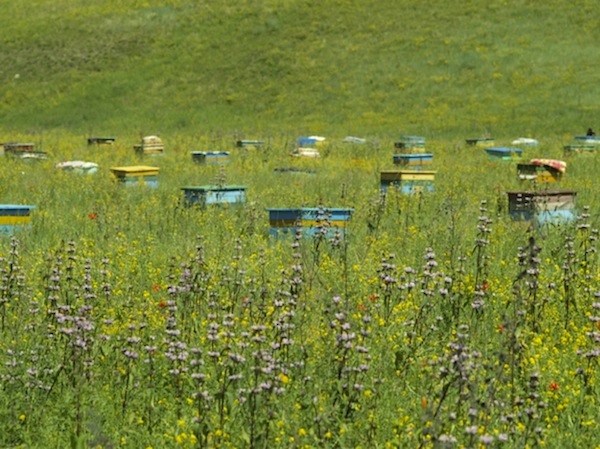 大草原のミツバチ