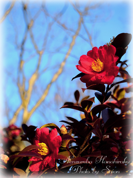 冬の空の下 冬花咲く 其の二 山茶花 念ずれば花ひらく