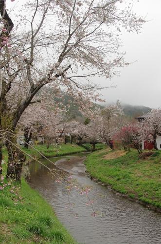 忍野の桜が満開でした01