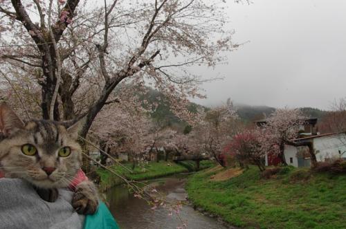 忍野の桜が満開でした02