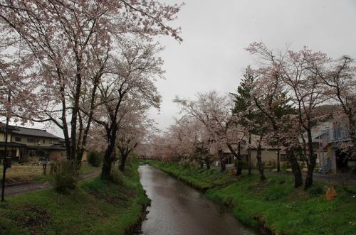 忍野の桜が満開でした03