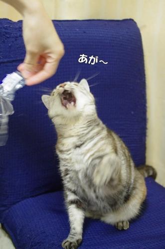 5月3日は・・・08