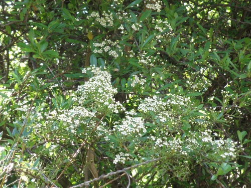 P5120043白い花の木何-A_500