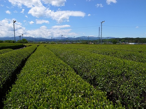 2013-05-02 茶畑 009