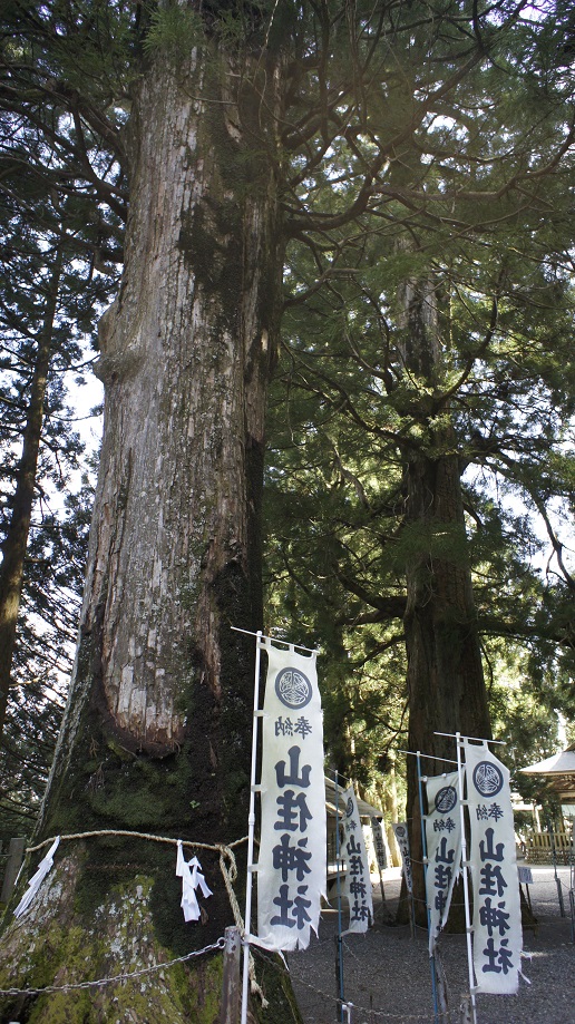 山住神社の大杉