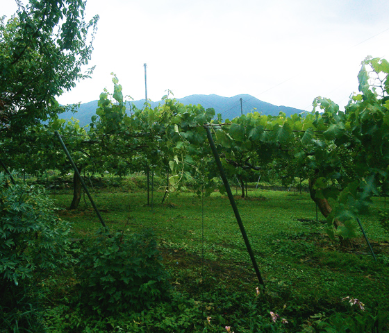 須坂市野辺のブドウ畑