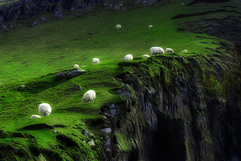 sheep111014-10.jpg