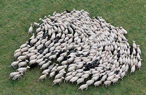 sheep111014-17.jpg
