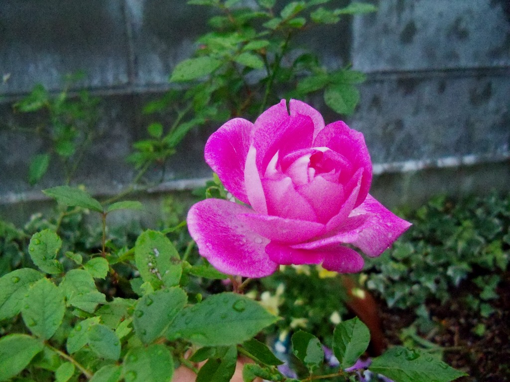 突風の中で咲いた薔薇ー１