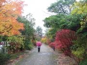 鳥屋野潟公園女池地区の紅葉（雨）