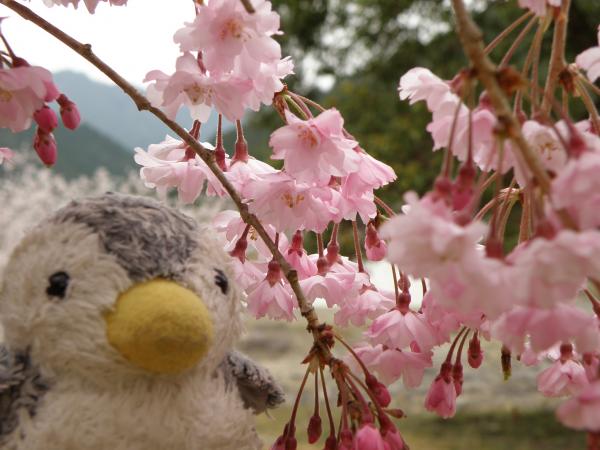 七色峡園地のしだれ桜です