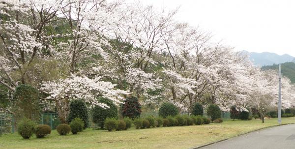 七色峡園地前、神川地区の桜並木