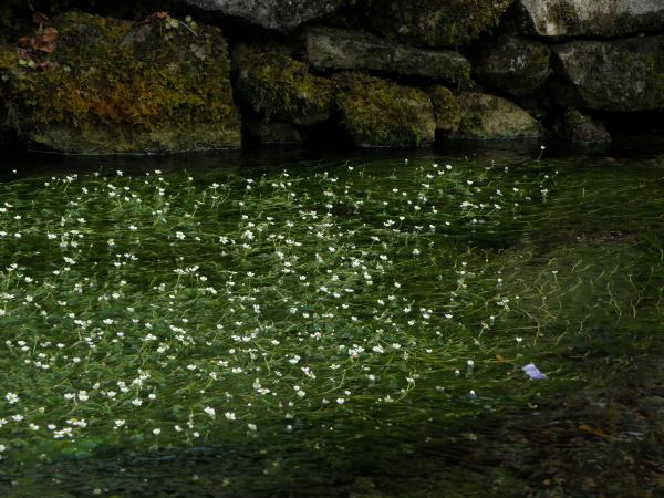 醒ヶ井の水路の梅花藻