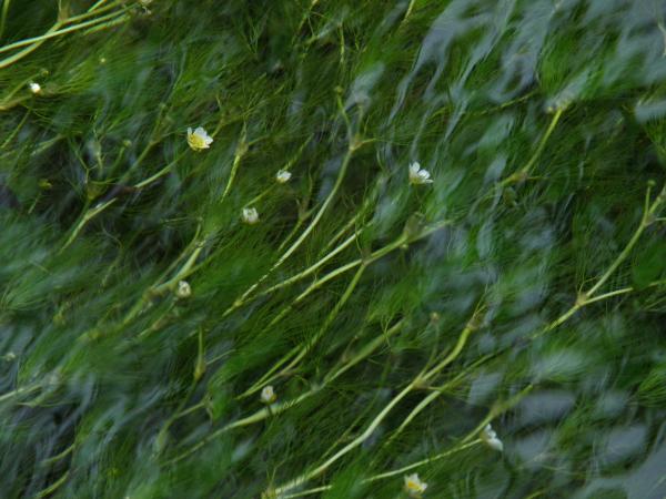水の中で咲いてる梅花藻