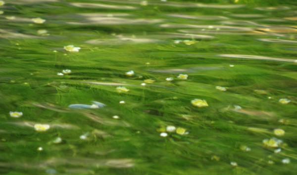 水の中で梅花藻が咲いてる