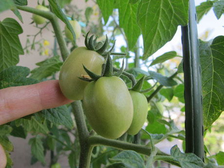 園芸でちょこっと科学 種からお初栽培のトマト 花と青い実