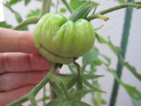 園芸でちょこっと科学 種からお初栽培のトマト 花と青い実