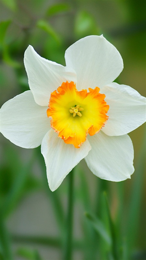 携帯待ち受け画像 Collection 花 風景 Narcissus 水仙 スイセン